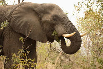 Afrikanischer Elefant / African elephant / Loxodonta africana
