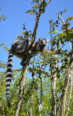 Lemurien on the tree