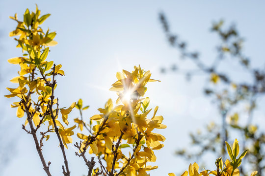 Forsythie im Gegenlicht der Sonne