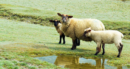 sheep on a mountain pasture