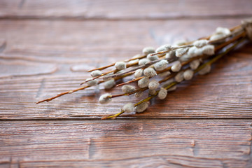 Willow catkins on wooden background. Easter concept.