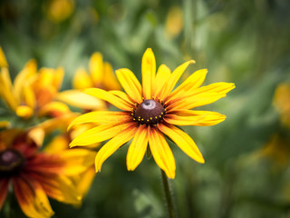 Bright yellow cone-flower (Rudbeckia).