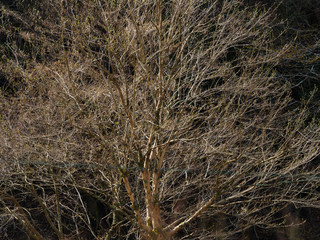 Fototapeta premium 春の芽吹き