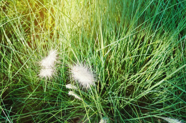 Flowers grass with sunlight in mountain, natural concept