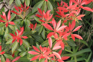 Pieris