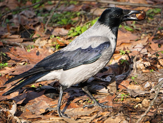 Hooded crow with a walnut