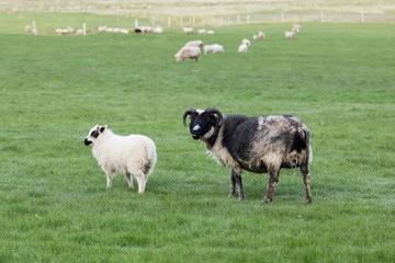 Dark faced Icelandic ewe with irate expression and white lamb standing in grass in southern Iceland