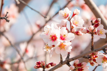 Spring blossom background.