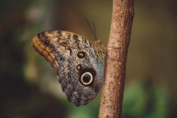 Beautiful butterfly sits on the green leaves of a tree branch. Close-up 