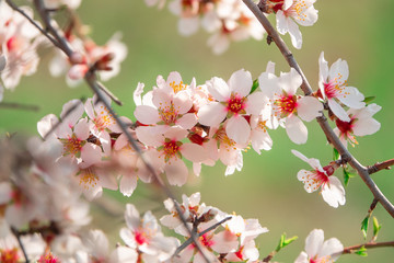 Fototapeta na wymiar Spring blossom background.