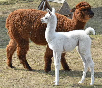 Young llama and her mother