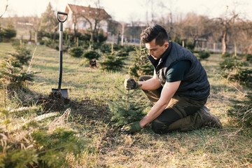 Young man plant a small tree in the garden. Small plantation for a christmas tree. Picea pungens...