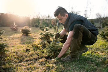 Young man plant a small tree in the garden. Small plantation for a christmas tree. Picea pungens and Abies nordmanniana. Spruce and fir.