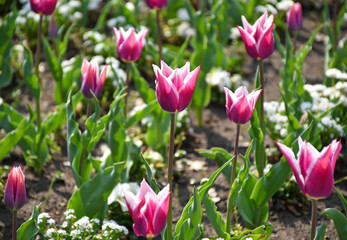 Purple tulips in the garden