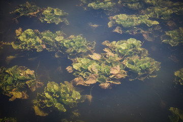 Fresh water weeds underwater / Plants water lettuce in the nature lake river