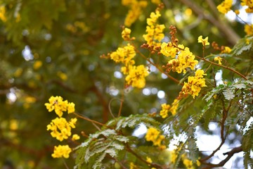 Obraz na płótnie Canvas yellow flowers in spring