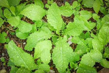 Fototapeta premium Water drop on young plants lettuce growing planting in the vegetable agricultural farmland in garden