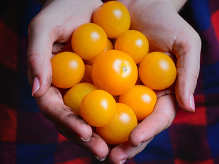 fresh tomatoes in hand