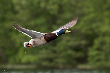 Eine freigestellte männliche Stockente in der Seitenansicht fliegend vor grünem Hintergrund