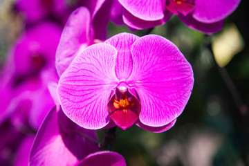 beautiful orchids in a tropical garden