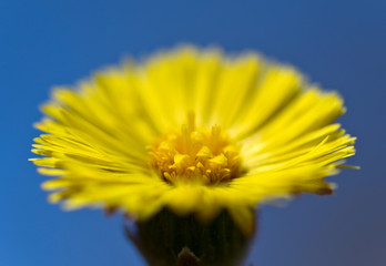Tussilago farfara flower
