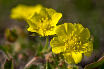 Obraz premium Ranunculus flowers