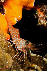 Durban Dancing Shrimp (Rhynchocinetes durbanensis)