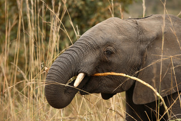 Afrikanischer Elefant / African elephant / Loxodonta africana