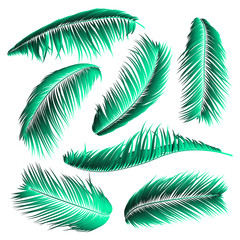 Palm Leaf Vector Illustration EPS10. Tropical Leaves. Realistic Coconut Foliage Set. Floral Elements. Collection of Jungle Plants. Summer Palm Leaf for Pattern, Print, Fabric or Your Trendy Design.