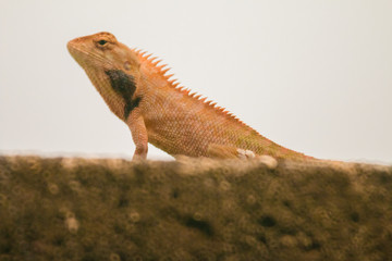 orange lizard