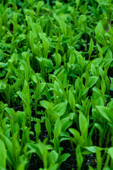 Obraz premium Leaves flower tulip. An abstract background