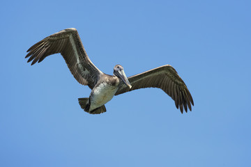 Brown pelican (Pelecanus occidentalis) is a North American bird of the pelican family. It is found on the Atlantic Coast from Nova Scotia to the mouth of the Amazon River