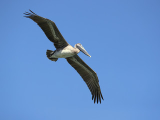 Brown pelican (Pelecanus occidentalis) is a North American bird of the pelican family. It is found on the Atlantic Coast from Nova Scotia to the mouth of the Amazon River