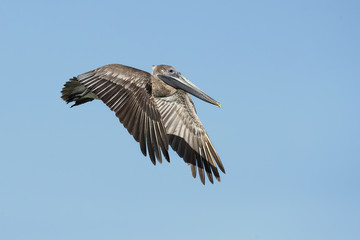 Brown pelican (Pelecanus occidentalis) is a North American bird of the pelican family. It is found on the Atlantic Coast from Nova Scotia to the mouth of the Amazon River