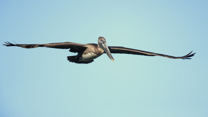Brown pelican (Pelecanus occidentalis) is a North American bird of the pelican family. It is found on the Atlantic Coast from Nova Scotia to the mouth of the Amazon River
