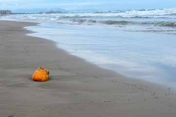 pumpkin on the seashore
