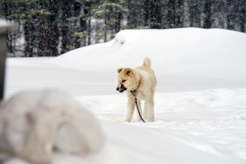 puppy husky in the winter