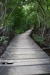 Fototapeta na wymiar Wooden footbridge in the mangrove forest, Seychelles