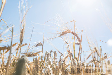 Fototapeta premium Gerste