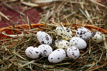 Obraz premium Spring. Bird's Nest. Quail eggs in a decorative basket with grass.
