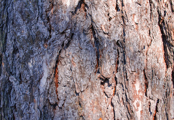 Tree bark close up.