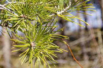 Spruce branch, closeup.