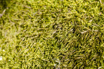 Forest moss. Nature.