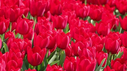 Red Tulip Farm