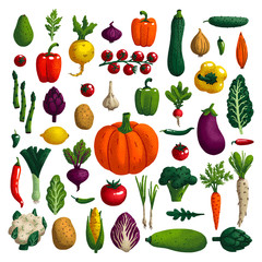 Vegetables set. Variety of decorative vegetables with grain texture isolated on white. Collection farm product for restaurant menu, market label. Vector illustration.