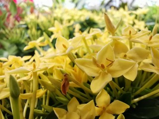 Fototapeta premium Flower​