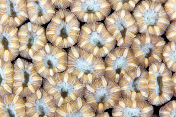 Blastomussa wellsi EG-52