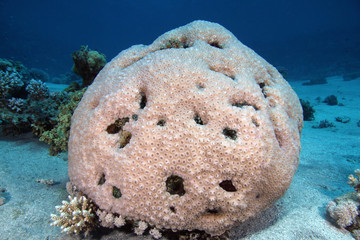 Favia laxa EG-37 © Christian