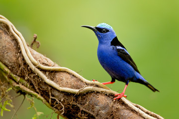 Red-legged honeycreeper (Cyanerpes cyaneus) is a small songbird species in the tanager family (Thraupidae). It is found in the tropical New World from southern Mexico south to Peru