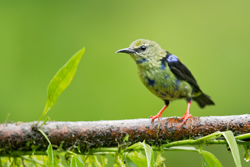 Red-legged honeycreeper (Cyanerpes cyaneus) is a small songbird species in the tanager family (Thraupidae). It is found in the tropical New World from southern Mexico south to Peru